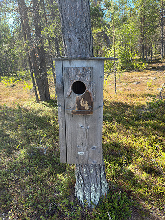 Smew, Kaamanen, Finland, June 2023