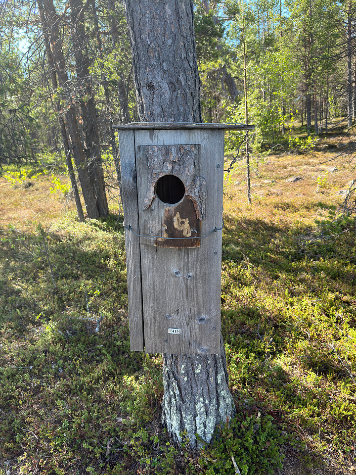 Smew, Kaamanen, Finland, June 2023