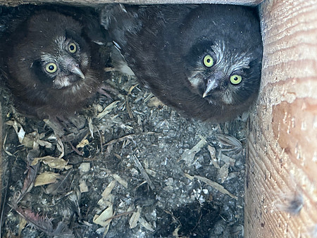 Tengmalm’s Owl, Kaamanen, Finland, June 2023.