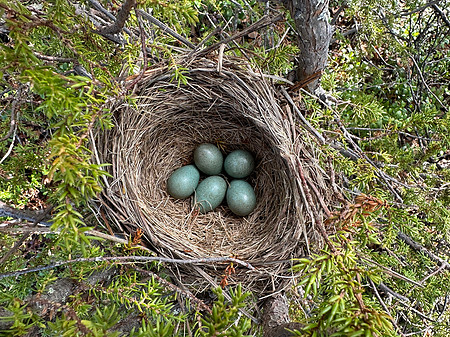 Redwing, Karigasniemi, Finland, June 2023