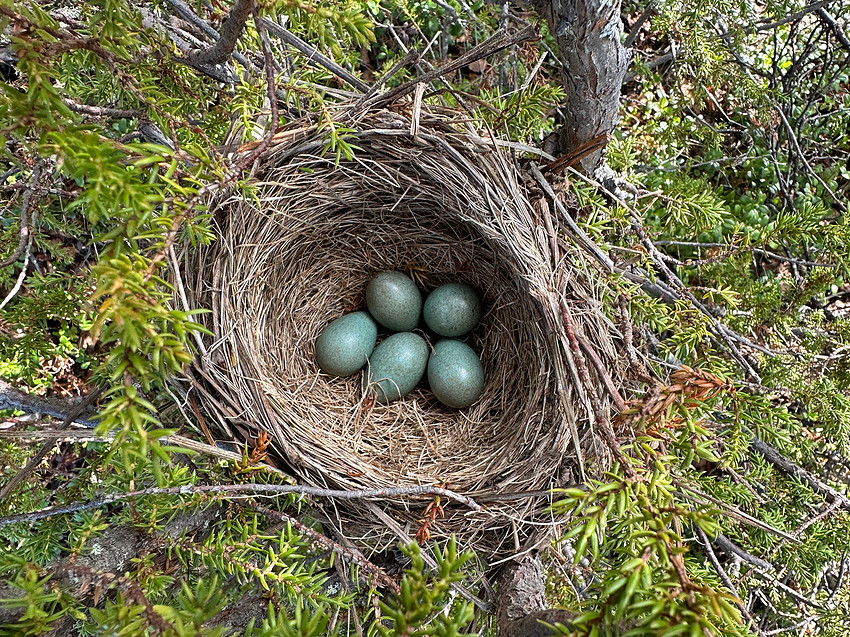 Redwing, Karigasniemi, Finland, June 2023