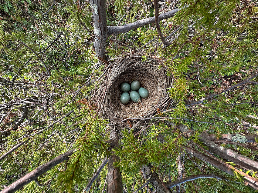 Redwing, Karigasniemi, Finland, June 2023