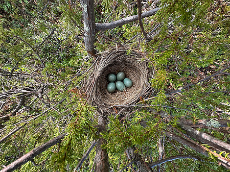 Redwing, Karigasniemi, Finland, June 2023