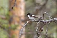 Pied flycatcher, Finland, June 2023