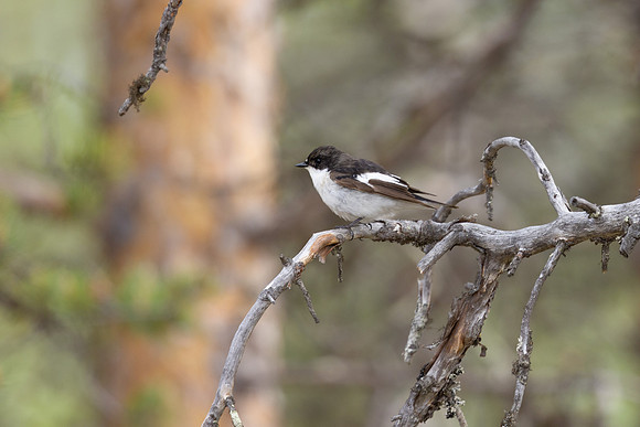 Pied flycatcher, Finland, June 2023