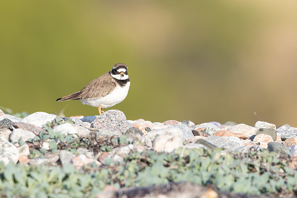 Tundra ringed Plover, Norway, June 2023