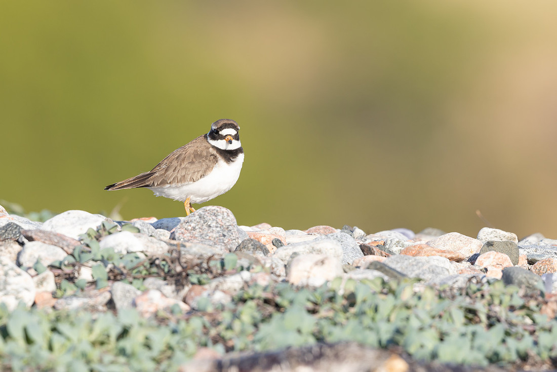 Tundra ringed Plover, Norway, June 2023