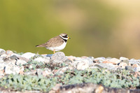 Tundra ringed Plover, Norway, June 2023