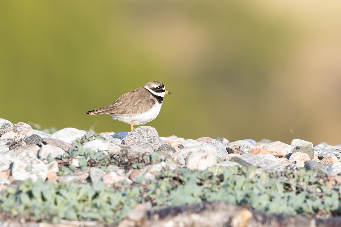 Tundra ringed Plover, Norway, June 2023