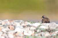 Tundra ringed Plover, Norway, June 2023