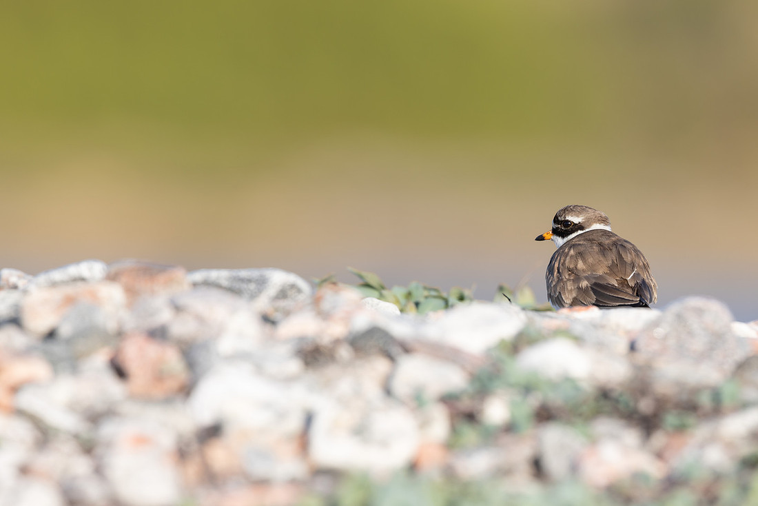 Tundra ringed Plover, Norway, June 2023