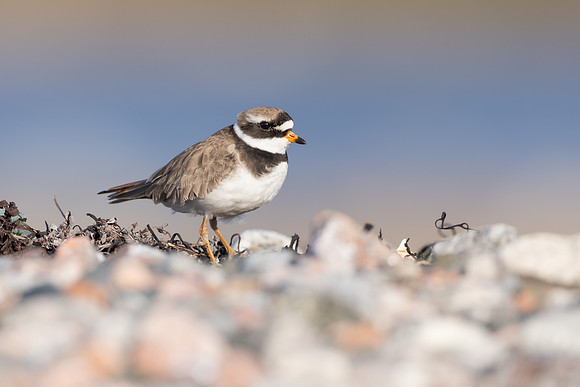 Tundra ringed Plover, Norway, June 2023