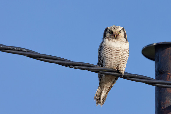 Northern Hawk Owl, Finland, June 2023