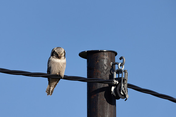 Northern Hawk Owl, Finland, June 2023