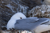 Kittiwake