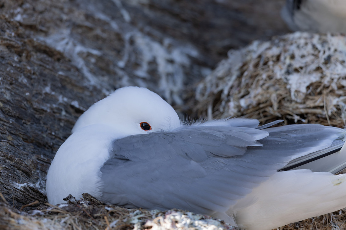 Kittiwake, Ekkeroya, Norway, June 2023.