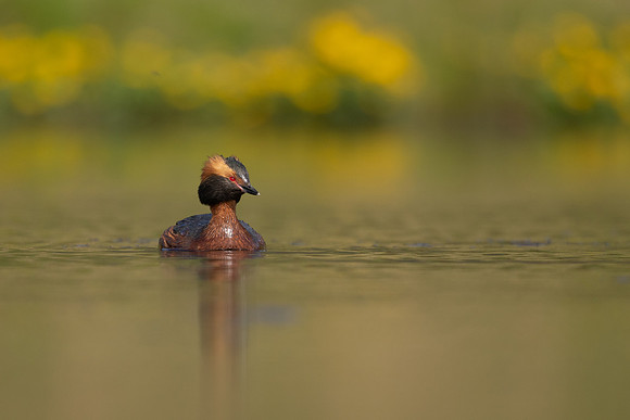 Slavonian Grebe, Iceland, May 2022