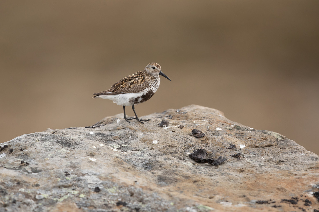Dunlin, Raufarhofn, Iceland, June 2022