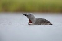 Red-throated Diver, Floi, Iceland, June 2022