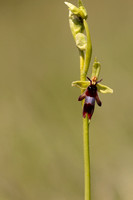 Fly Orchid, Selsey Common, May 2024