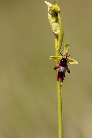 Fly Orchid, Selsey Common, May 2024