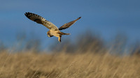 Short-eared Owl, Hawling, January 2015