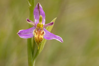 Wasp Orchid, Cleeve Common, June 2024