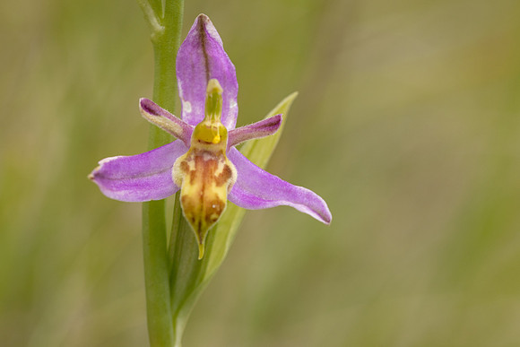 Wasp Orchid, Cleeve Common, June 2024