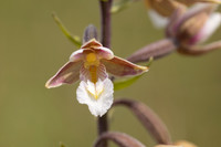 Marsh Helleborine, Kenfig, June 2024