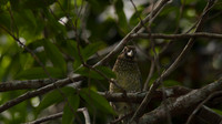 Spotted Catbird