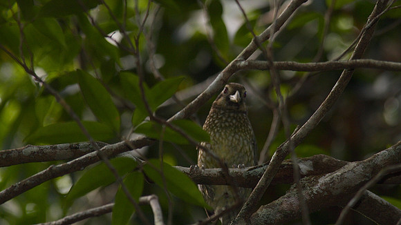 Spotted Catbird, Atherton Tablelands, Cairns, November 2013