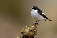 Pied Flycatcher, Forest of Dean, April 2021