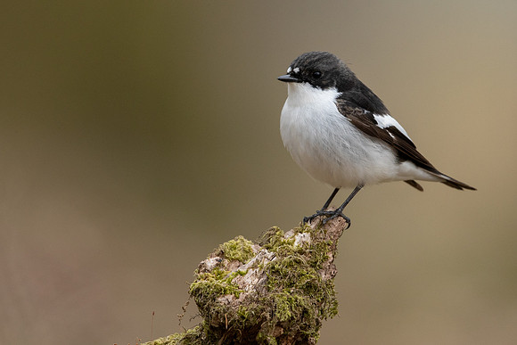 Pied Flycatcher, Forest of Dean, April 2021