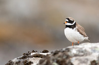Ringed Plover, Raufarhofn, Iceland, June 2022