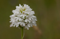 Pyramidal Orchid, Rudge Hill, July 2024