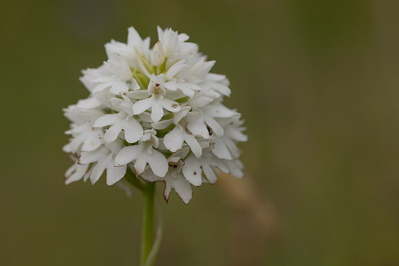 Pyramidal Orchid, Rudge Hill, July 2024