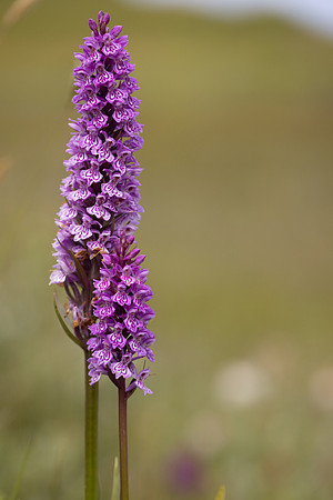 Common Spotted Orchid, Kenfig, June 2024
