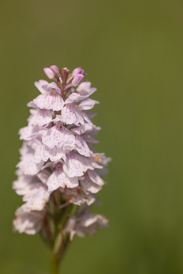 Heath Spotted-orchid, Vicarge Farm, June 2024