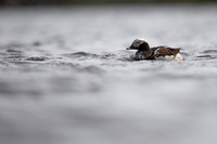 Long-tailed Duck, Raufarhofn, June 2022