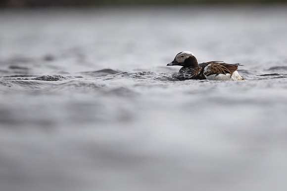 Long-tailed Duck, Raufarhofn, June 2022