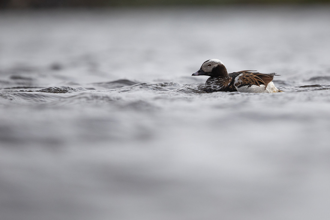 Long-tailed Duck, Raufarhofn, June 2022