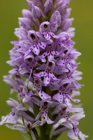 Common Spotted-orchid Orchid, Rudge Hill, June 2024
