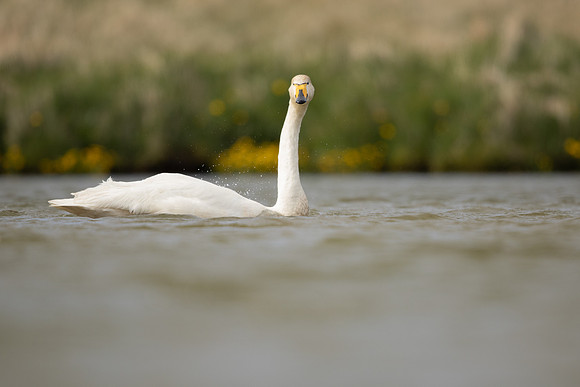 Whooper Swan, Snafellsnes, Iceland, June 2022