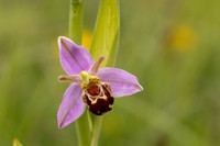 Bee Orchid, Minchinhampton Common, June 2024