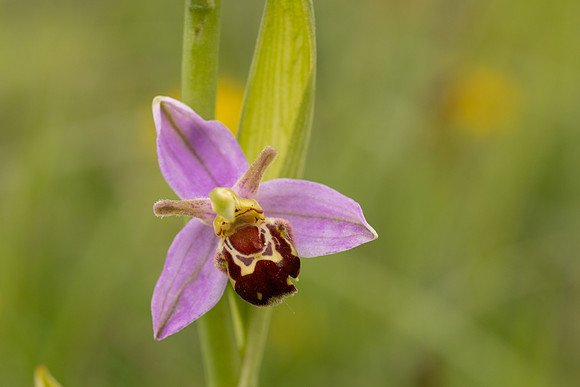 Bee Orchid, Minchinhampton Common, June 2024