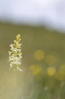 Lesser Butterfly-orchid, Morgans Hill, June 2024