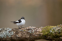 Pied Flycatcher, Forest of Dean, April 2021