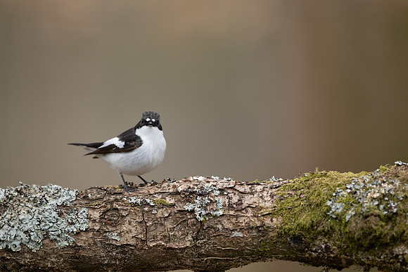 Pied Flycatcher, Forest of Dean, April 2021