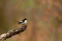 Pied Flycatcher, Forest of Dean, April 2022