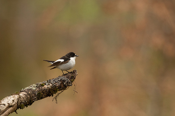 Pied Flycatcher, Forest of Dean, April 2022
